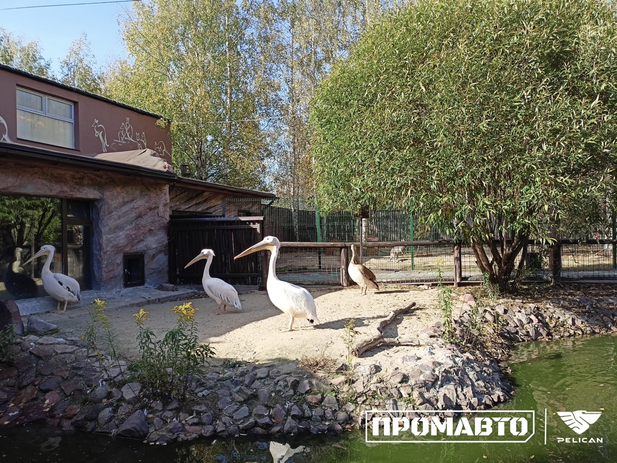 День опекуна в нижегородском зоопарке «Лимпопо»