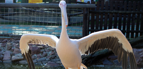 Опека розовых пеликанов в нижегородском зоопарке «Лимпопо»