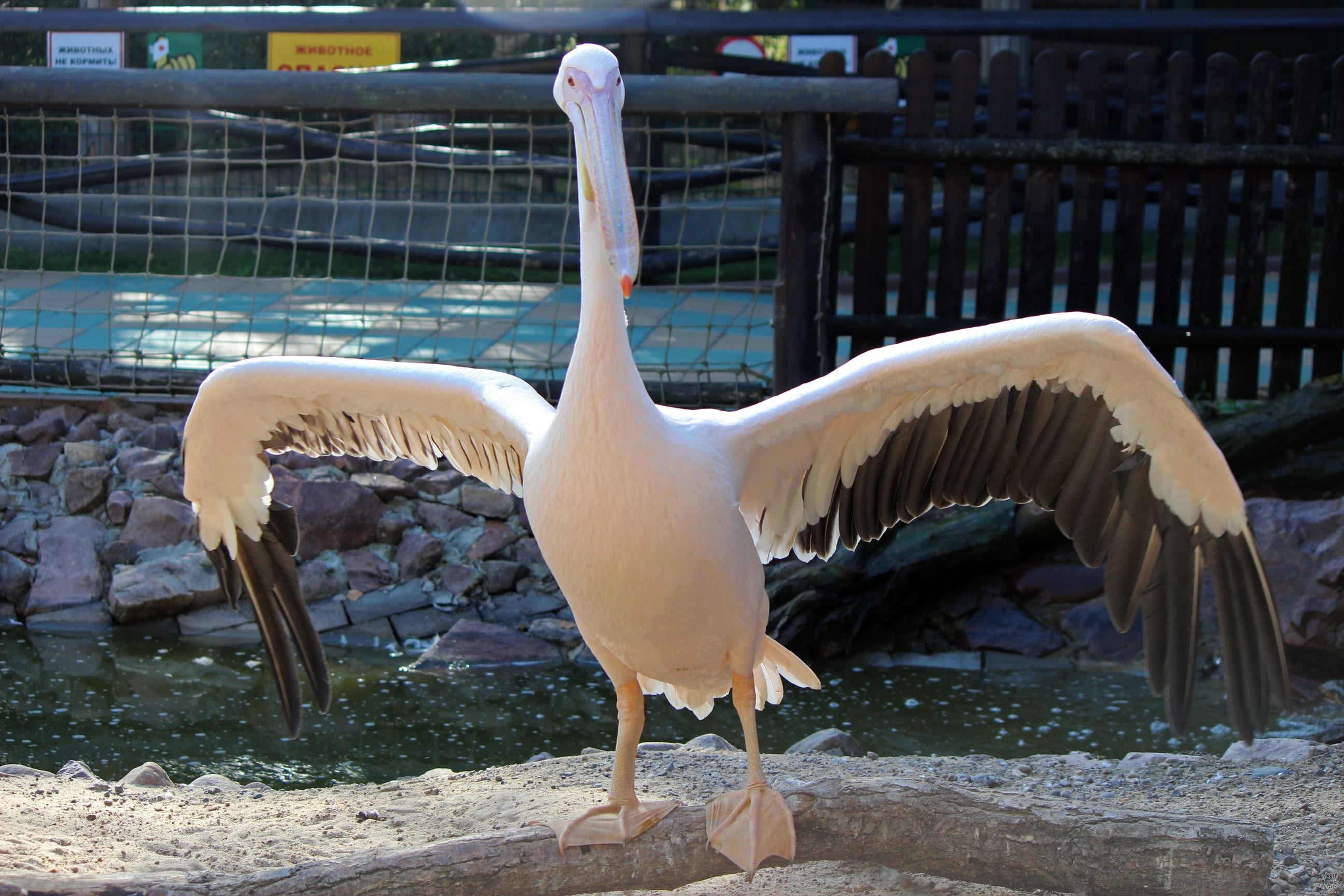 Опека розовых пеликанов в нижегородском зоопарке «Лимпопо»