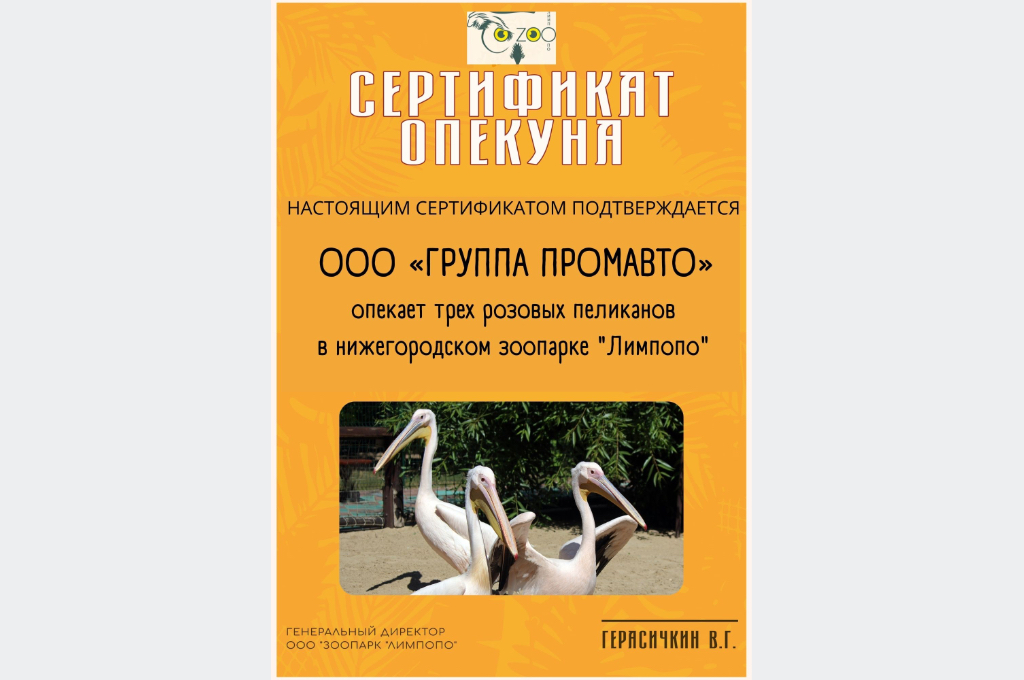 Галерея Опека розовых пеликанов в нижегородском зоопарке «Лимпопо» 1
